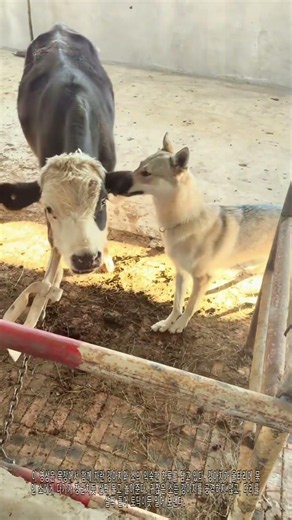 같이 자란 강아지와 소 🐕🐂 착한 발로 살짝 차기 💛