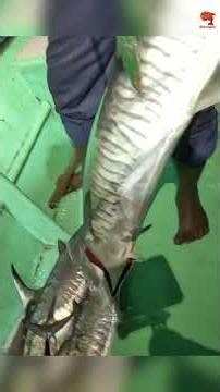 King Fish hooked with fishing Indian Scad as bait! #fishing #fishingvideo #fishingtime