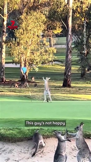 Kangaroo fights flag at Federal Golf Club in Canberra