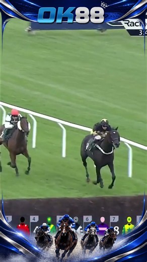 JPR One had run four times at the Cheltenham Festivak #horseracing #horse #race
