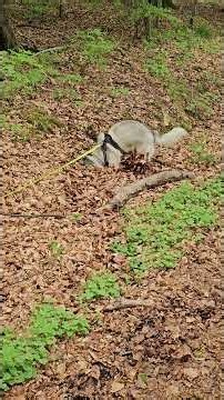 the hunt Husky style