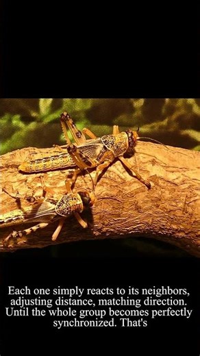 Locusta migratoria - How terrible is the swarm intelligence of grasshoppers?