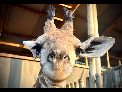 Rescue of Orphaned Giraffe Pips | Sheldrick Wildlife Trust