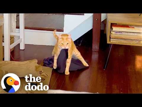 Cat Brings Emotional Support Blankies Everywhere He Goes | The Dodo