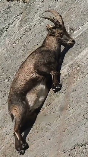 How Mountain Goats Inspired the Ultimate Rock-Climbing Robot! 🐐🤖