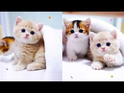 🐱 Cute Funny Kittens Live | Endless Cute Cat Moments 😻 | Part 1