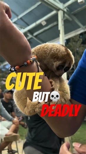 This Cute Monkey Has a Deadly Secret 😱 #shorts
