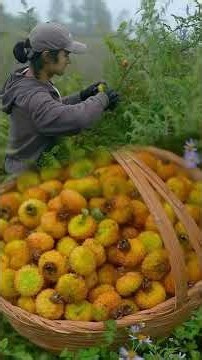 Harvesting Wild Tropical Fruits 🍊 | Traditional Fruit Preservation, Homemade Snacks & Fresh Juice