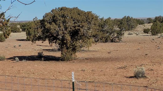 I just took this video. It shows Ruby responding to a free-range cow just on the other side of our fence line. I ended the video because Jeff and I lost sight of both Ruby and the cow, and that’s a situation you don’t ignore—especially since we believe this was Ruby’s first encounter like this since Molly passed away. What actually happened? The cow RAN down the fence line away from Ruby. From what we can tell, Ruby didn’t do anything beyond standing her ground and confronting the cow with her p