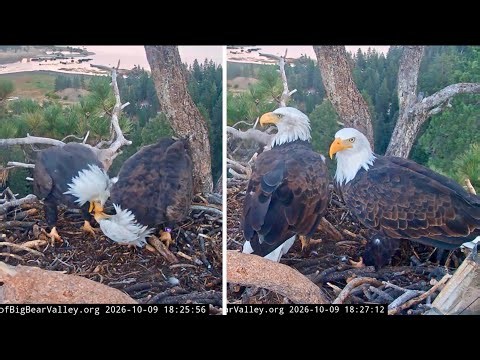 FOBBVCAM Eagles 🦅Shadow & Kaydee’s Flirty Nesting Time as Her Black Spots Get Smudgy🪄2026 Oct 9