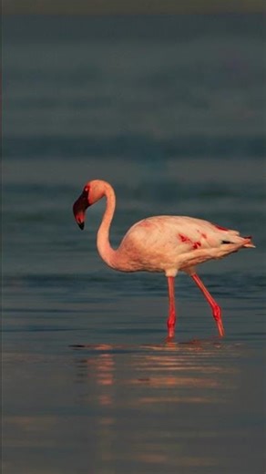 152.Lesser flamingo