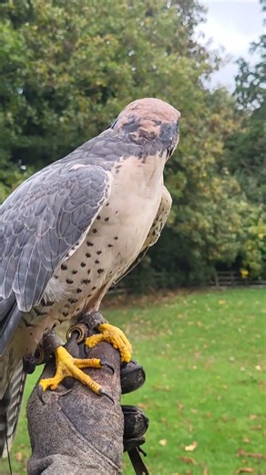 LANNER FALCON TAKEOFF
