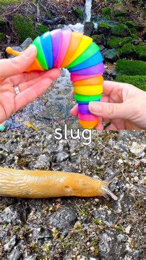 Kids Learn | Bug Insect Names at the Waterfall: Tarantula Weevil Slug Praying Mantis Earthworm
