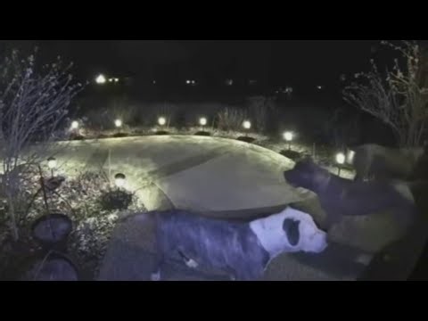 Jogger seriously injured after being attacked by dogs in Plymouth Township