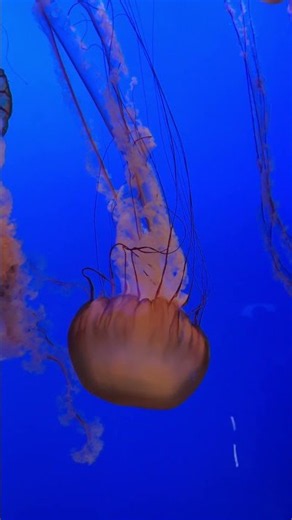 Watching the jellyfish at Monterey Bay Aquarium