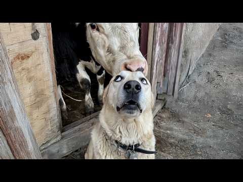You Will Die Laughing at These Hilarious Dogs! 😂 Funniest Dog Videos of 2026