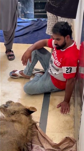 Miss you soo much my simba😭❤️😭 #ytshorts #simbadeath #petlover #lionking #petvlog #bigloss