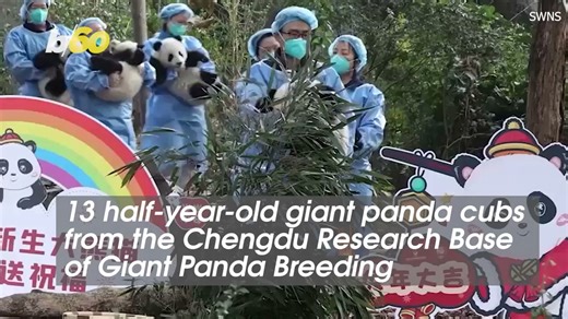 These 13 panda cubs are getting exactly what they wanted!
