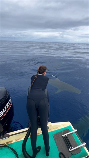 Watching Tiger Sharks🦈 #shark #sharks #tigershark #sharkdiving
