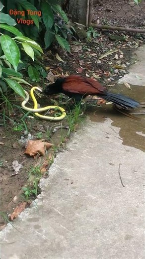A kingfisher is hunting two huge snakes.