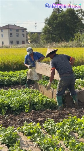 A key traditional farming procedure for white celery cultivation: deep ploughing and trenching