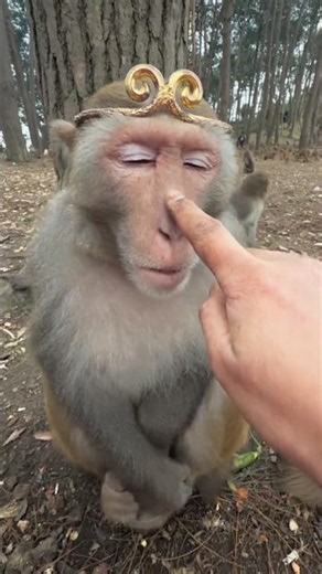 ✨ Monkey Becomes the Jungle King! 👑🐵😂