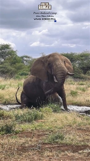 🐘🐘 Elephant Enjoying the Praro Amboseli Camp Waterhole 🐘🐘 #vivoX300pro #wildlife