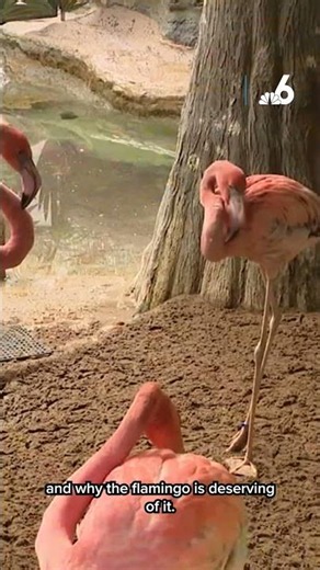 Miami-Dade names the American flamingo the official county bird