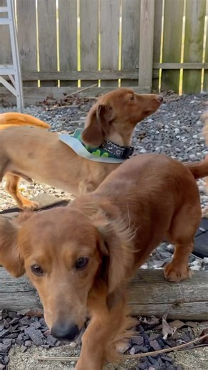 You’re not going out that door lol 😆😊🐶🐾