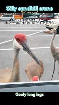 Loud, bold and totally unapologetic, that is the Florida sandhill crane #Sandhill #funny