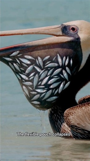 This Bird Has a GIANT Mouth! 😱🐦 #Pelican #AnimalFacts #Shorts