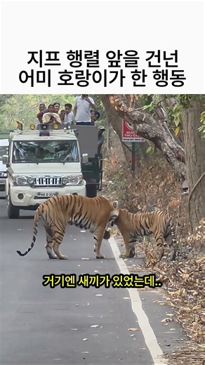 관광 지프 행렬 앞을 건넌 어미 호랑이가 한 행동 🐯