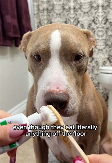 A typical day living with a pit bull 😆 #pitbull #dogs #dogsoftiktok #fyp #funnypets