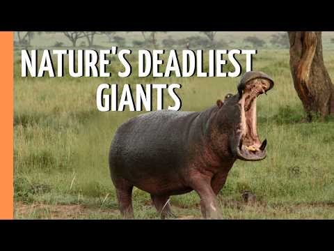 Africa's Deadliest & Ocean's Apex Predators | Full Documentary