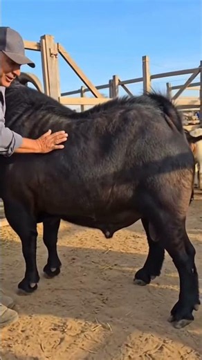 A very large goat breed