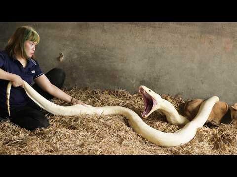 72 Hours of Terror 😱 Giant Mutant Python Attacks Puppy – Harvesting Wood Ear Mushrooms for Market!