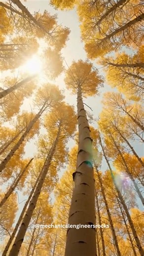 What looks like an entire forest of individual trees is actually one single living organism. Aspen forests grow from one shared root system, meaning every tree you see is genetically identical — connected underground as one massive life form. • All trees in an aspen forest sprout from one interconnected root network. • Each trunk is technically a clone of the same original tree. • Some aspen colonies have lived for thousands of years. • The famous “Pando” aspen colony is one of the largest livin