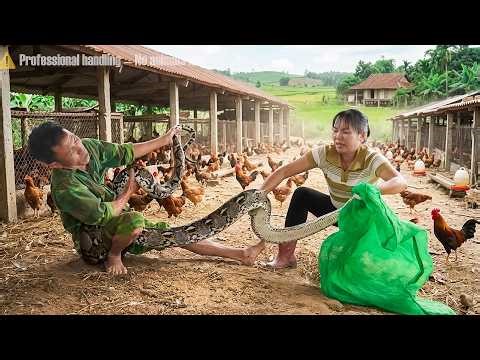 72 Hours Facing a Giant Beast - Ferocious Python Attacks Chicken Farm, Girl Fights Bravely