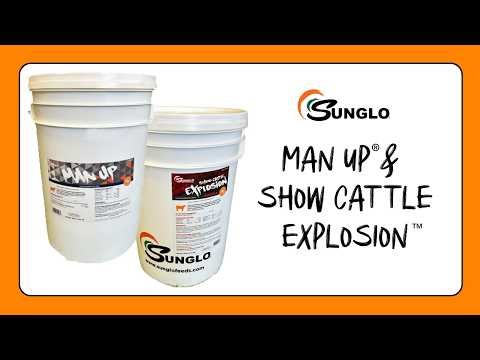 When to Use Sunglo® Show Cattle Explosion™ vs Sunglo® Man Up™ for Show Cattle