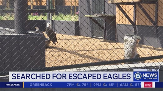 Search for escaped eagles underway after Dollywood storm damage