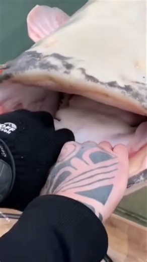 BIG ALBINO CATFISH ON SPINNING #yurigrisendi #catfish #catfishing #albino