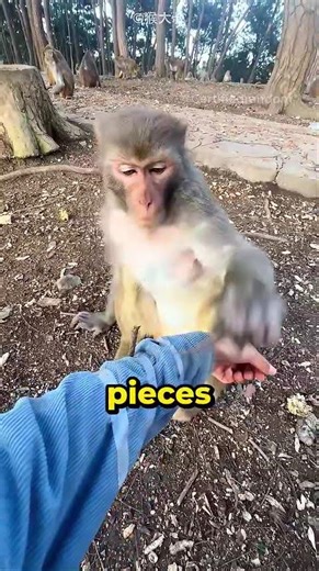 Monkey Intelligence on Another Level 😂🔥