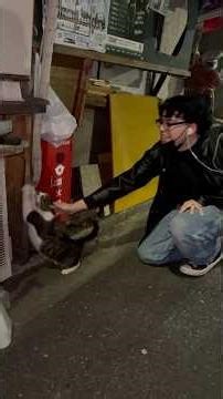 He Picked Up a Random Street Cat in Japan 😭🐾
