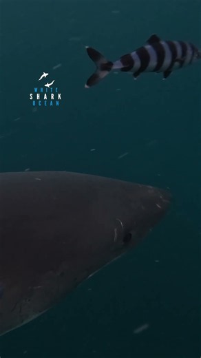 Pilot Fish Desperately Stick To Great White Shark