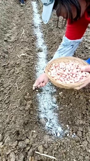 Most Satisfying Peanut Planting