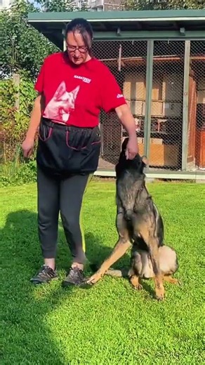German Shepherd Obedience Training 🐕🔥 Incredible Bond Between Dog & Handler!