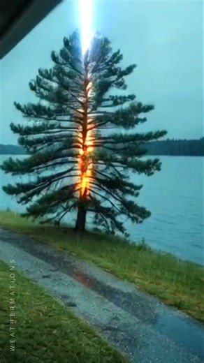 Lightning Strikes The Tree and It EXPLODES⚡🌲 #lightningstrike #caughtoncamera #treestrike