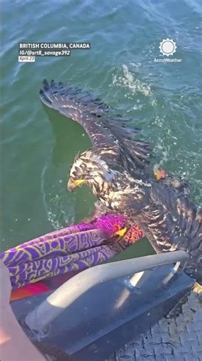 Exhausted Young Eagle Rescued Miles From Shore