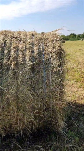 This is how hay is harvested in the Kharkiv region... Ukraine...