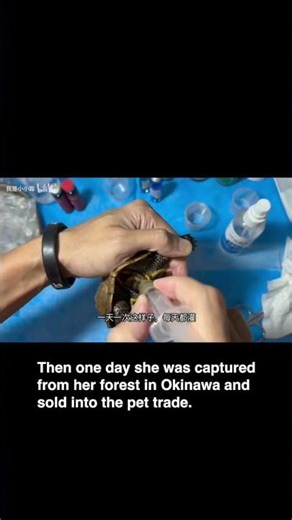 Wild caught pet turtle - reality